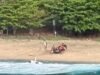 Três mortos em acidente de helicóptero turístico em Kauai