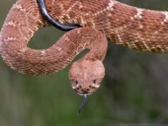 Em breve haverá uma pílula que salva vidas para combater picadas de cobras venenosas