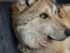 Por que o retorno dos lobos mexicanos a Durango é histórico? Isso é o que dizem os funcionários