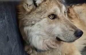 Por que o retorno dos lobos mexicanos a Durango é histórico? Isso é o que dizem os funcionários