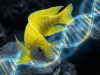 Evolução rápida: os mecanismos ocultos por trás da adaptação dos peixes em um dos mais diversos lagos