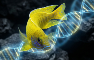 Evolução rápida: os mecanismos ocultos por trás da adaptação dos peixes em um dos mais diversos lagos