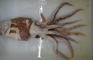 A lula Poseidon, nova espécie descrita pelos espanhóis: encontrada no estômago de um cachalote e passou 70 anos desconhecida.