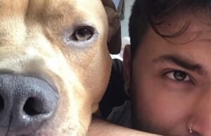 Magnus, animal de estimação de Camilo Triana, morre após segunda batalha contra o câncer: “Espere eu cruzar o arco-íris”