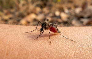 Dia Nacional contra Dengue e Chikungunya 2026 recebe cobertura completa no México: SSA comemora