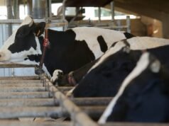 “Não é um mercado, é uma extorsão”: os agricultores enfrentam os contratos de exploração da empresa e optam por deitar fora o seu leite, perdendo 1.800 euros por dia.