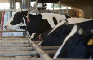 “Não é um mercado, é uma extorsão”: os agricultores enfrentam os contratos de exploração da empresa e optam por deitar fora o seu leite, perdendo 1.800 euros por dia.