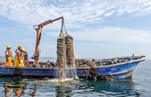 Mais de 530 mil consumidores peruanos serão protegidos após novas autorizações sanitárias para pesca