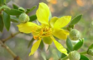 O fóssil de jarilla mais antigo encontrado em Mendoza revela a evolução do ambiente árido da América do Sul