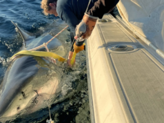 Ciência, aventura e futuro: a história por trás do tubarão branco mais famoso do Atlântico Norte