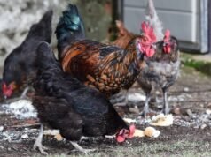 A Espanha levantou parcialmente as restrições às aves devido à gripe aviária: as restrições permanecem em vigor em 1.201 municípios.