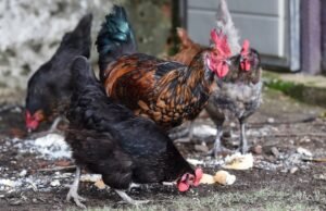 A Espanha levantou parcialmente as restrições às aves devido à gripe aviária: as restrições permanecem em vigor em 1.201 municípios.