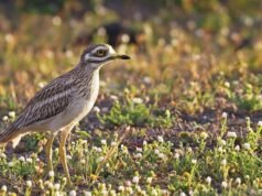 A criação de aves está a diminuir na Europa e isto poderá ter um grande impacto nas zonas rurais: Espanha é uma das zonas mais afetadas.