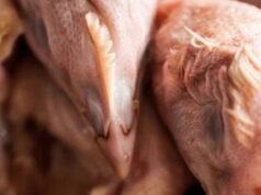 Um novo cartel de frango? 5 avicultores acertaram o preço via WhatsApp quando o mercado no norte do Peru estava concentrado em 80%.