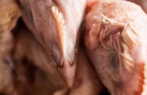 Um novo cartel de frango? 5 avicultores acertaram o preço via WhatsApp quando o mercado no norte do Peru estava concentrado em 80%.