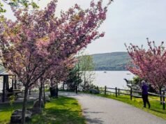 Peekskill Cherry Blossom Festival retorna a Hudson: como chegar de trem por apenas US $ 14