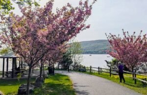 Peekskill Cherry Blossom Festival retorna a Hudson: como chegar de trem por apenas US $ 14