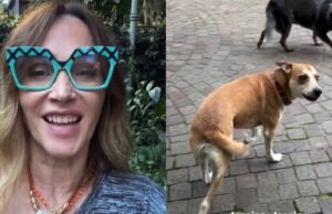 Vero Lozano testa seu cachorro com “Jessica”, o popular desafio anti-latidos: “É coisa de Mandinga”