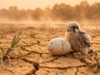 Um estudo alertou sobre os efeitos dos produtos químicos e das mudanças climáticas na fertilidade das espécies, incluindo os humanos.