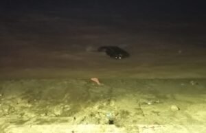 Uma mulher e sua filha caíram no Rio de La Plata quando o caminhão em que viajavam perdeu o controle.