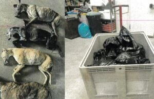 El Refugio pediu três anos de prisão para o ‘vampiro de Humanes’ por abuso de animais e envolvimento profissional.