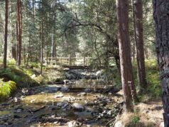 A trilha que os reis adoram: pontes de madeira, florestas de cinema e para toda a família