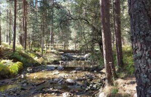 A trilha que os reis adoram: pontes de madeira, florestas de cinema e para toda a família