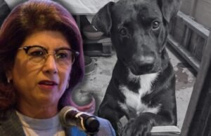 Quem é Mariela Gutiérrez, a anciã Morena por trás do sacrifício de 10 mil cães em Tecámac?