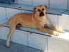 O personagem do cachorro caramelo mexicano que o torna um bom companheiro para sua casa