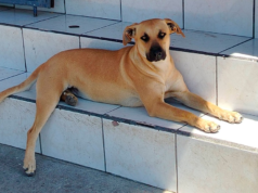 O personagem do cachorro caramelo mexicano que o torna um bom companheiro para sua casa