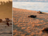 Pessoas expuseram roubo de ovos de tartaruga nas praias de Oaxaca