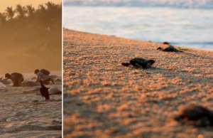 Pessoas expuseram roubo de ovos de tartaruga nas praias de Oaxaca