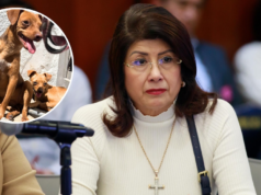 O senador Morena aceita o sacrifício de 10 mil cães quando governou em Tecámac