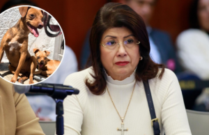O senador Morena aceita o sacrifício de 10 mil cães quando governou em Tecámac