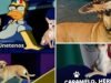 Memes explodem após identificar o “cachorro doce” como uma raça mexicana