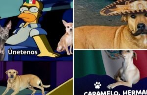 Memes explodem após identificar o “cachorro doce” como uma raça mexicana