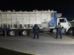 Levaram meio milhão de pesos em cebolas de Guanajuato