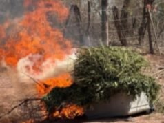 O Exército Mexicano destruiu três fazendas de drogas em Cosalá, Sinaloa