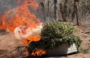 O Exército Mexicano destruiu três fazendas de drogas em Cosalá, Sinaloa