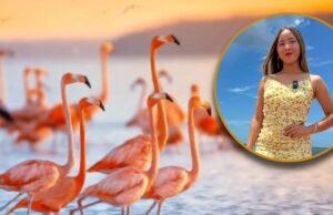 A ativista Elisa La Yuca foi criticada por assustar um bando de flamingos em Yucatán