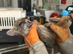 A nova vida da raposinha andina “Titín”: a reabilitação começa após o resgate e o combate ao tráfico ilegal