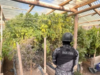 Foram apreendidos 34 quilos de maconha no valor de 700 milhões de dólares em uma operação de tráfico de drogas em Neuquén.