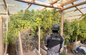Foram apreendidos 34 quilos de maconha no valor de 700 milhões de dólares em uma operação de tráfico de drogas em Neuquén.