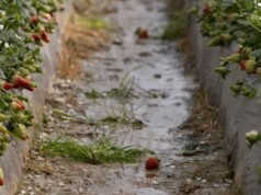 O governo liberou uma linha de ajuda de 100 milhões para agricultores e pescadores afetados pelo tufão.