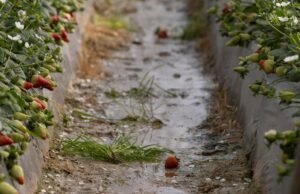 O governo liberou uma linha de ajuda de 100 milhões para agricultores e pescadores afetados pelo tufão.