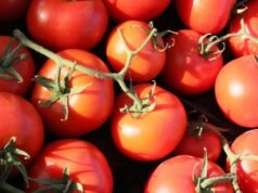 Tomate: propriedades, benefícios e contra-indicações