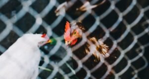 Governo suspende restrições às aves em toda a Espanha: a situação da gripe aviária no país está a melhorar