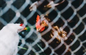 Governo suspende restrições às aves em toda a Espanha: a situação da gripe aviária no país está a melhorar