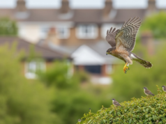 O que os falcões procuram quando aparecem no jardim e que tipo de presas caçam?