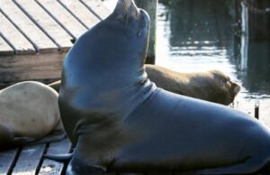 ‘Chonkers’, o leão-marinho gigante, atrai multidões no cais de São Francisco